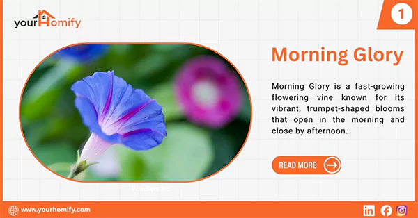 Morning glory