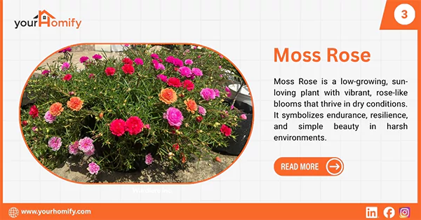 Moss rose