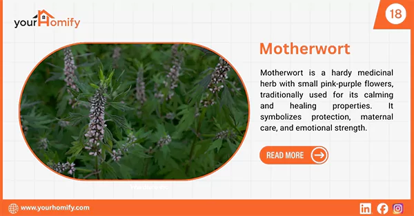Motherwort