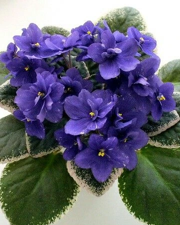 Ness’ Crinkle Blue