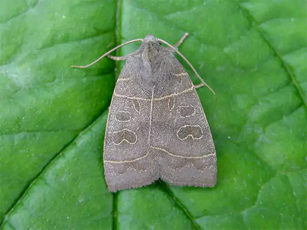 Olive Moth