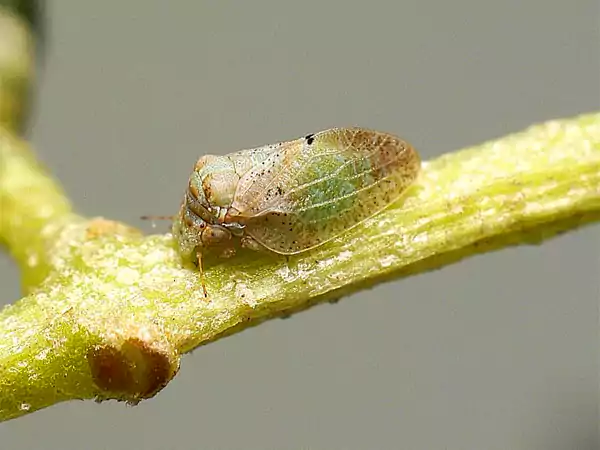 Olive Psyllid