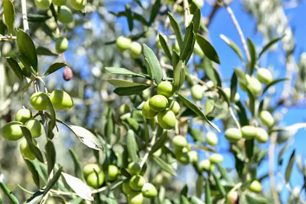 Olive Tree