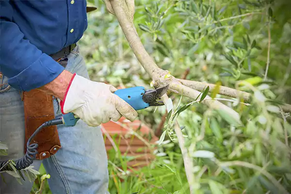 Olive Trees Pruning