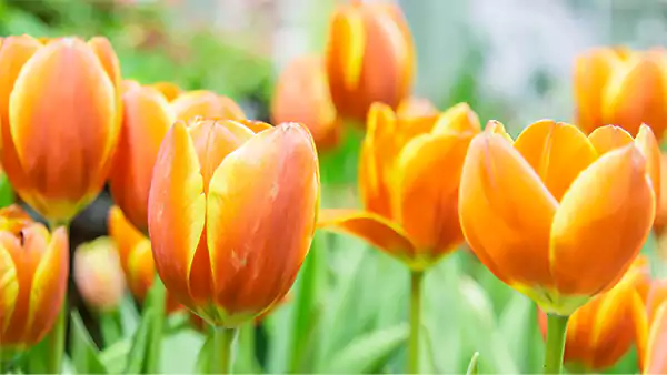 Orange Tulip