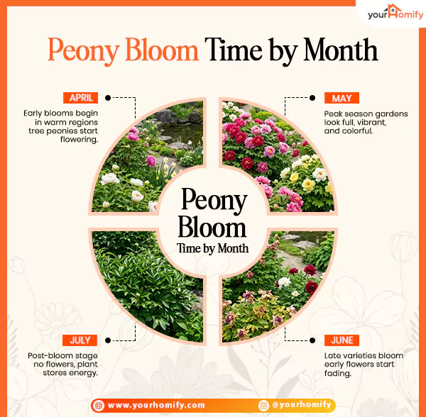Peony Bloom Time by Month