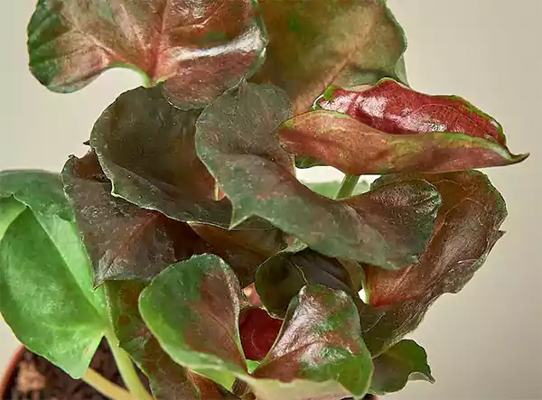 Pests and Diseases on Arrowhead plant