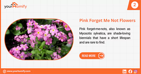 Pink Forget Me Not