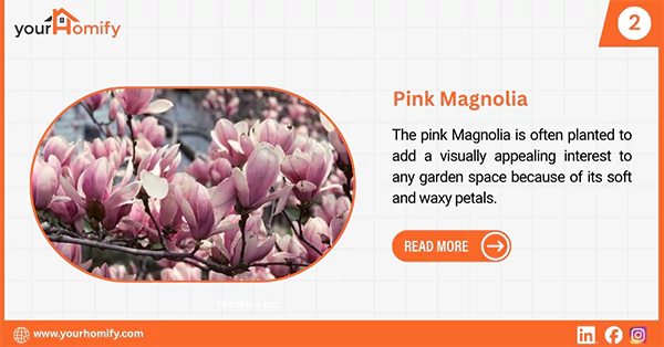 Pink Magnolia Flower