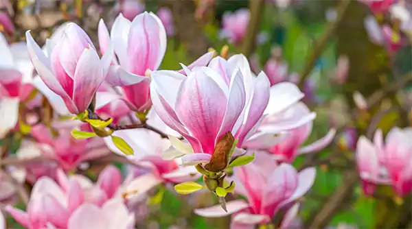 Pink Magnolia