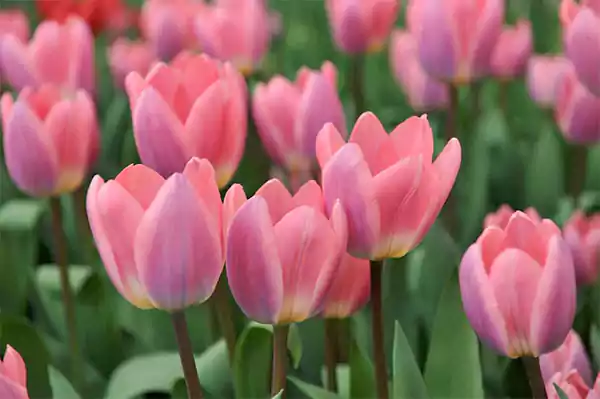 Pink Tulip