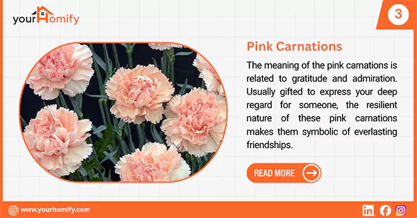 Pink carnations