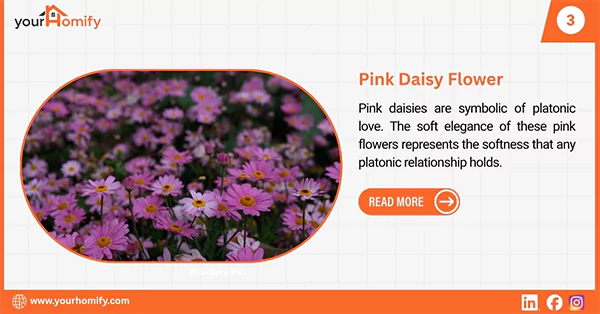 Pink daisy