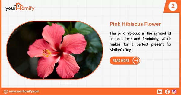 Pink hibiscus