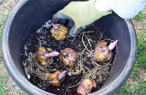 Pink lily bulbs in a pot