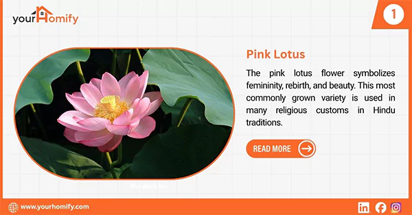 Pink lotuss