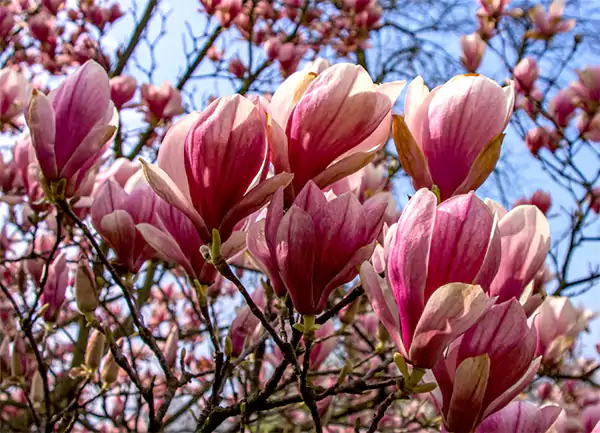 Pink magnolia 1