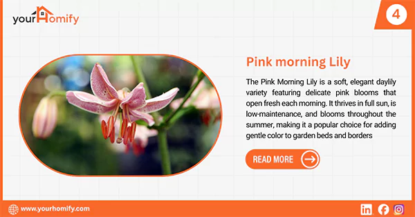 Pink morning lily