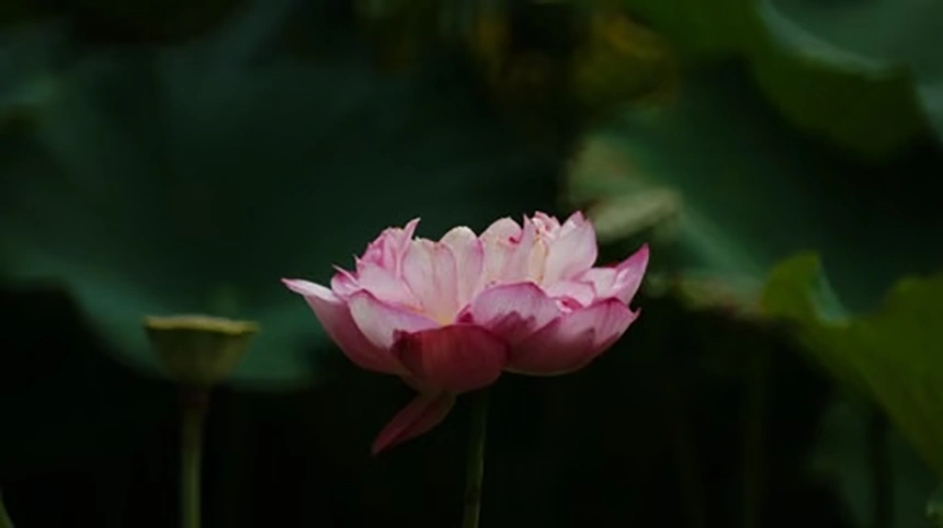 PinkLotus