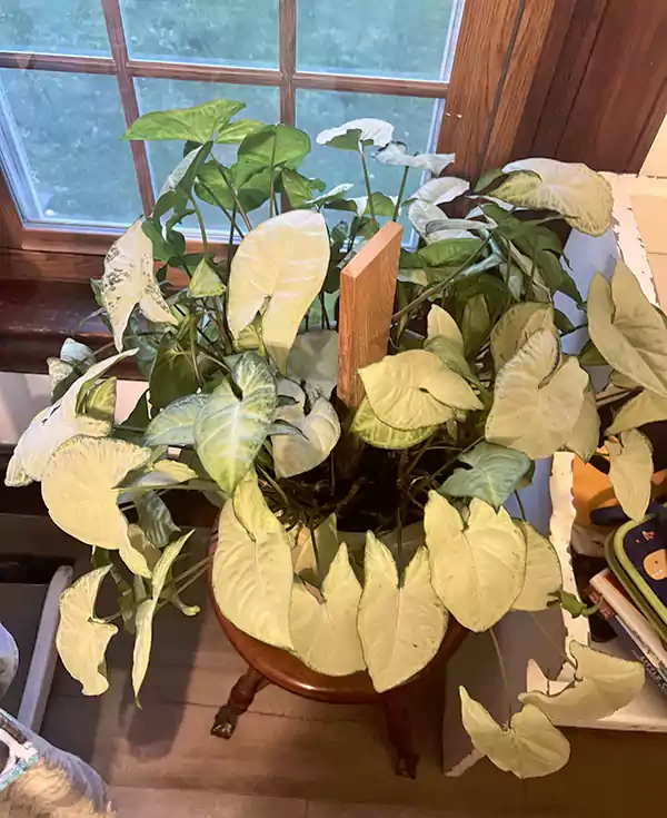 Plant in indirect sunlight