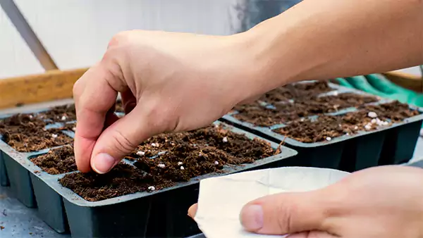 Planting Tomato Seeds