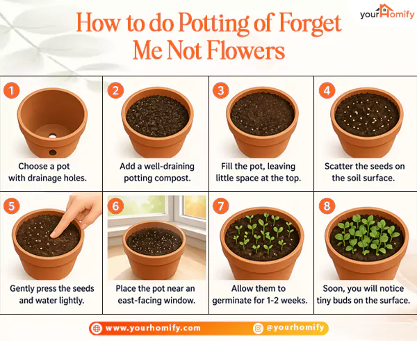 Potting of Forget me not flowers