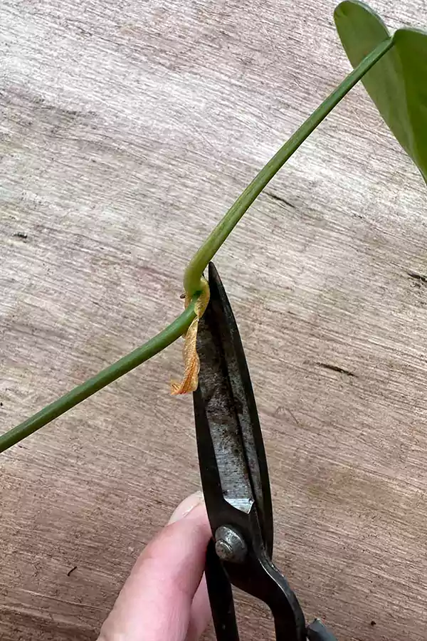 Propagating Arrowhead Plant