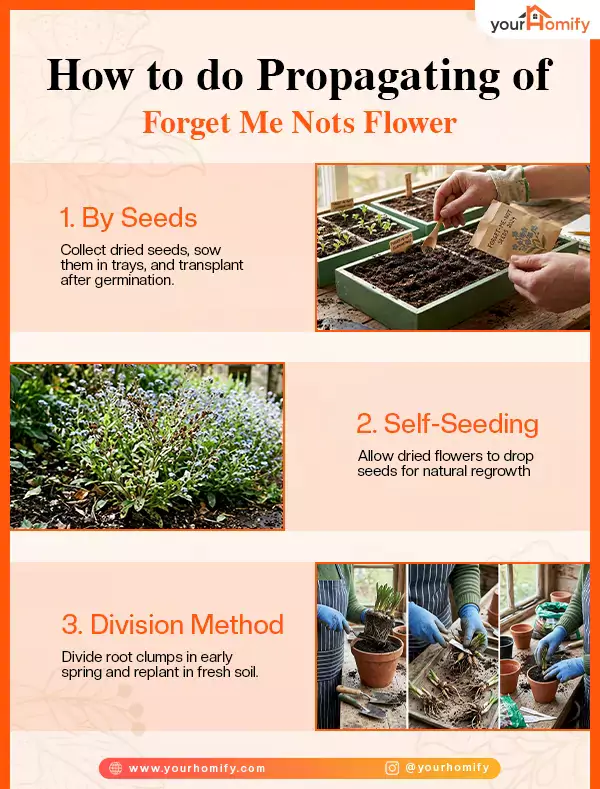 Propagating of Forget Me Nots Flower
