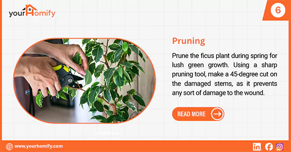 Pruning the ficus tree