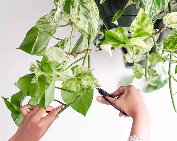 Pruning the houseplant