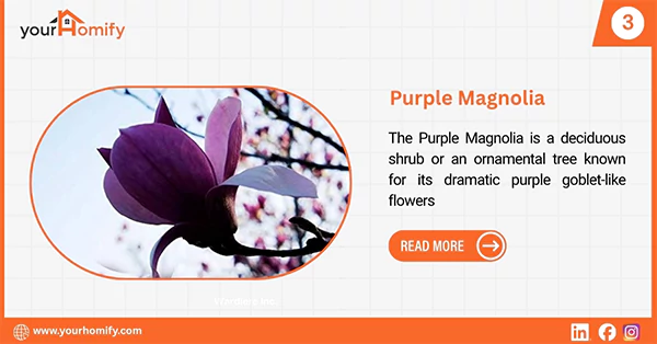 Purple Magnolia