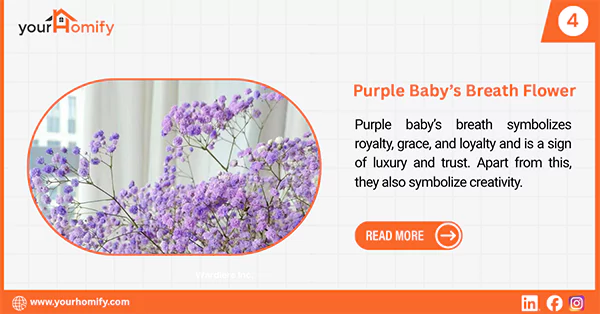 Purple babys breaths