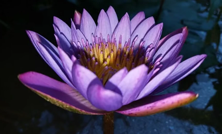 Purple lotus