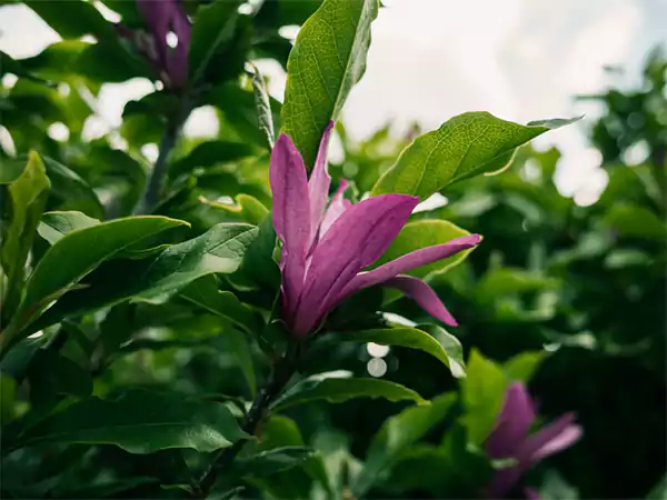 Purple magnolia 1