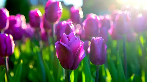 Purple tulips