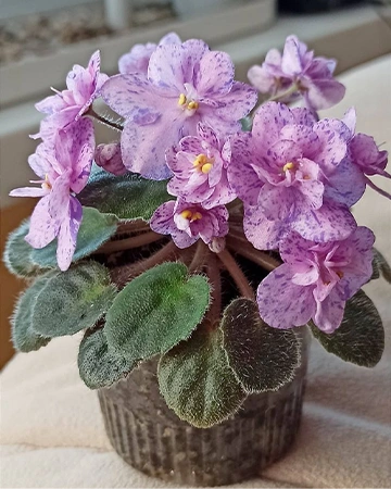 Rebel’s Splatter Kake