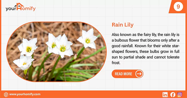 Rain lily
