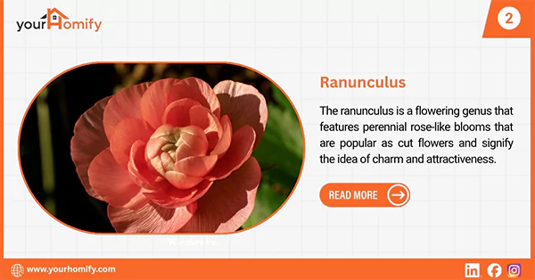 Ranunculus