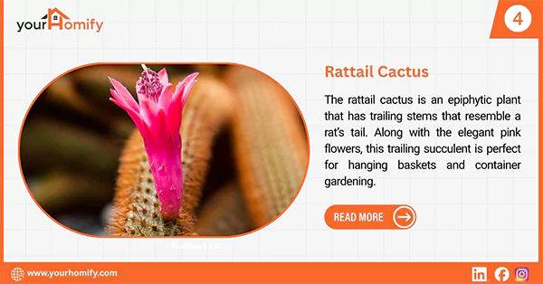 Rattail cactus