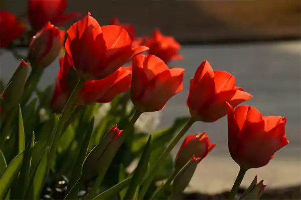 Red Tulips