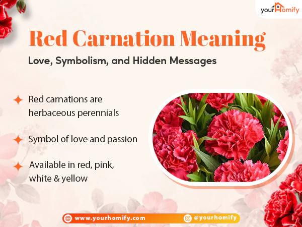 Red carnation meaning