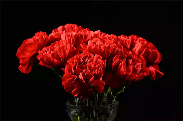 Red carnations