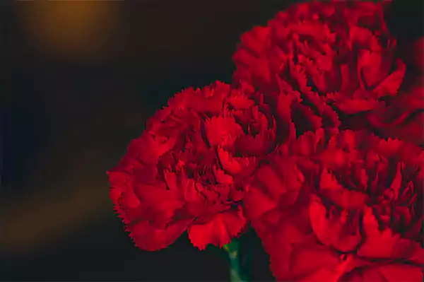 Red carnations1