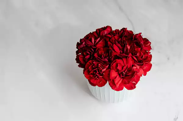 Red carnations2