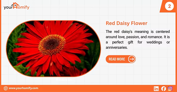 Red daisy