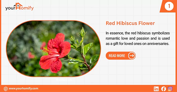 Red hibiscus