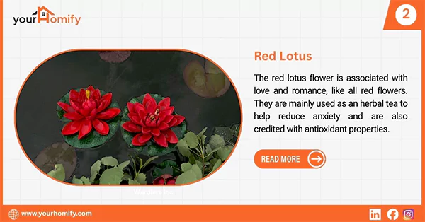 Red lotus