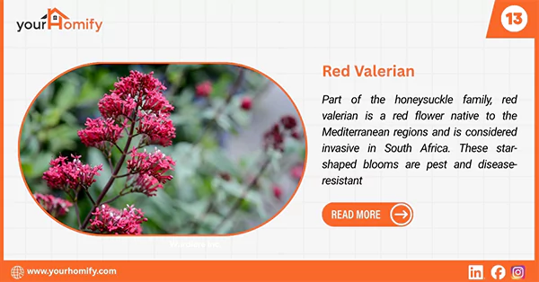 Red valerian
