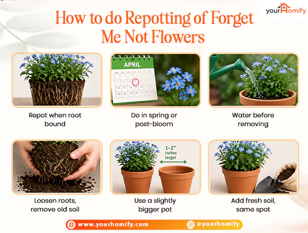Repotting of forget me not flowers