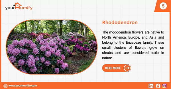 Rhododendron